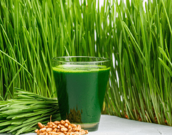 100GR_HẠT GIỐNG CỎ MÈO/CỎ LÚA MÌ CHO CHÓ MÈO (SIÊU NẢY MẦM)