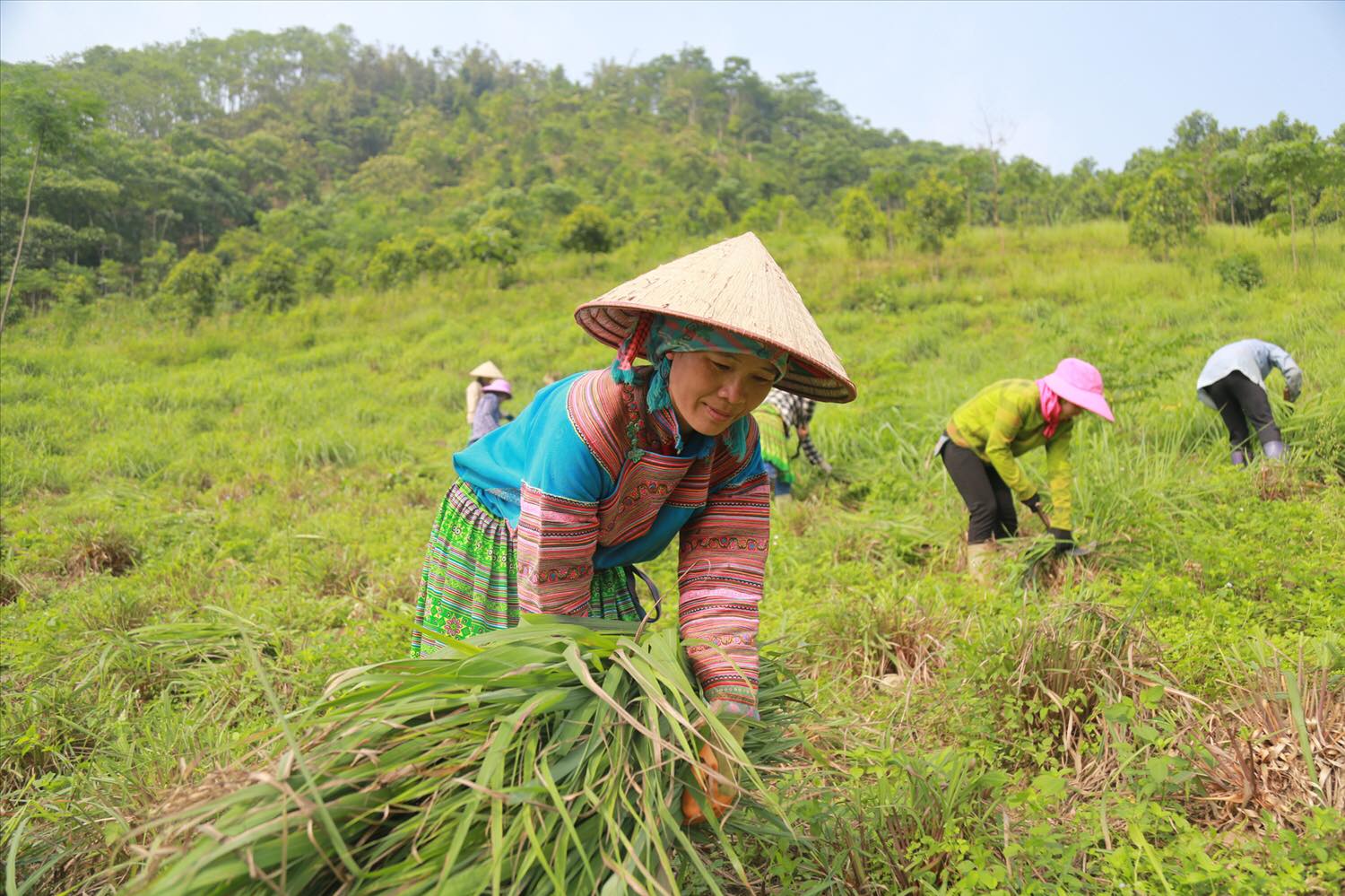 Tinh Dầu Sả Nguyên Chất