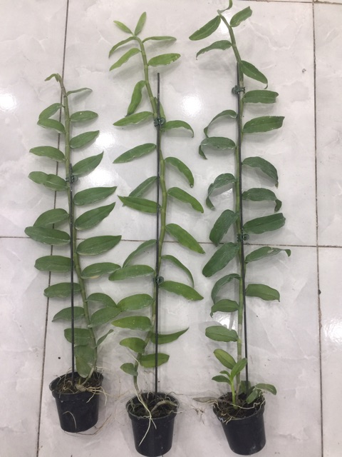 Hoa phong lan Đại Bạch Long hàng đài