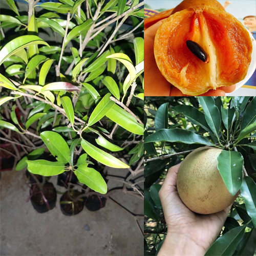 Cây giống sapo mexico