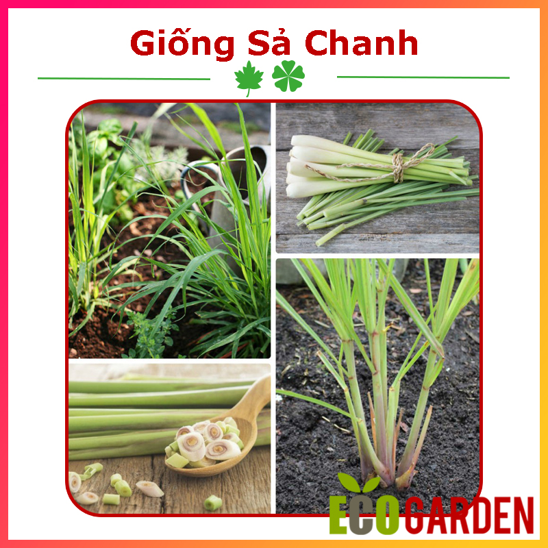 Hạt giống cây sả chanh gói 10h