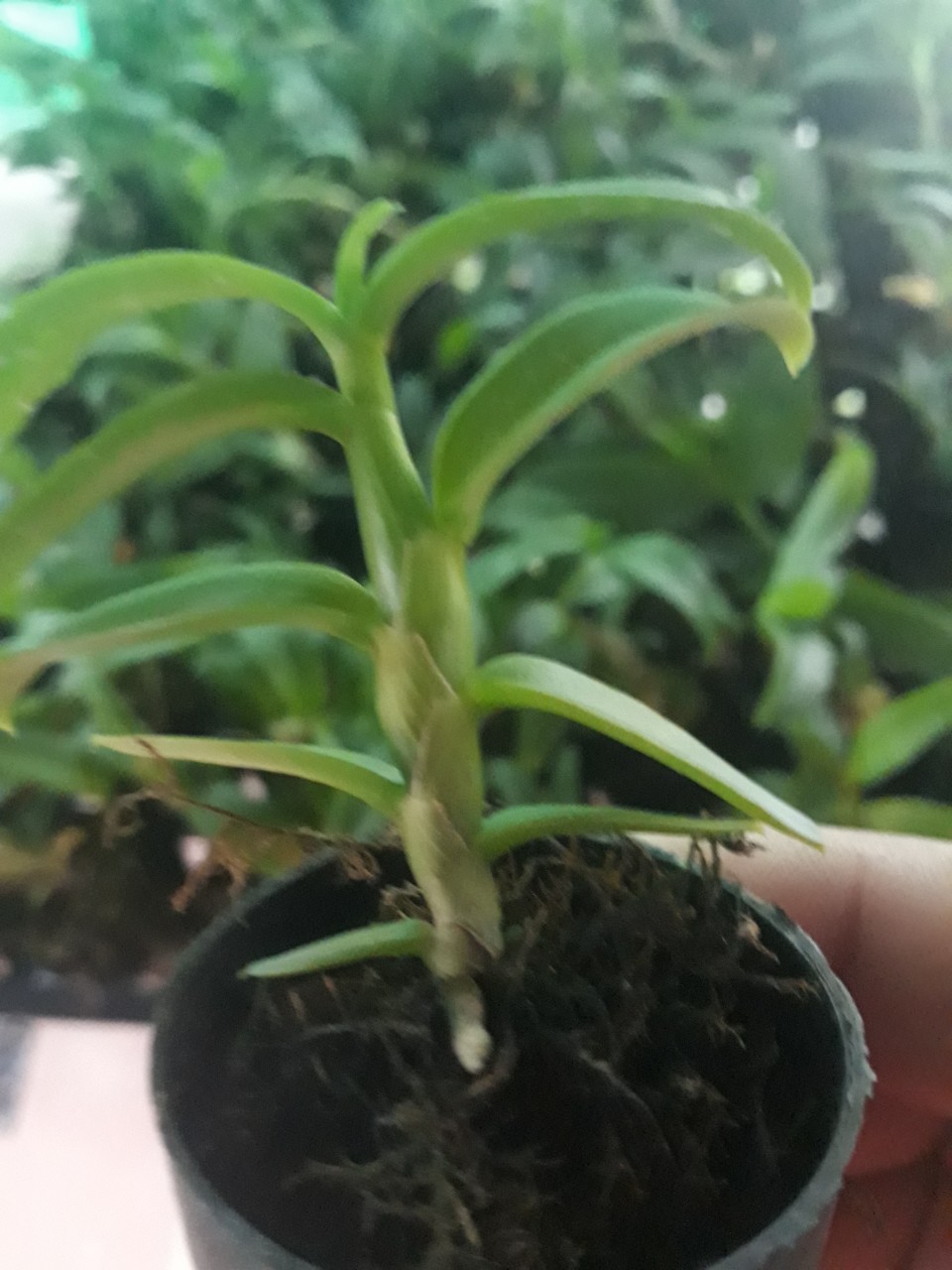 Phi Điệp 5 Cánh Trắng Lâm Xung  hàng giống