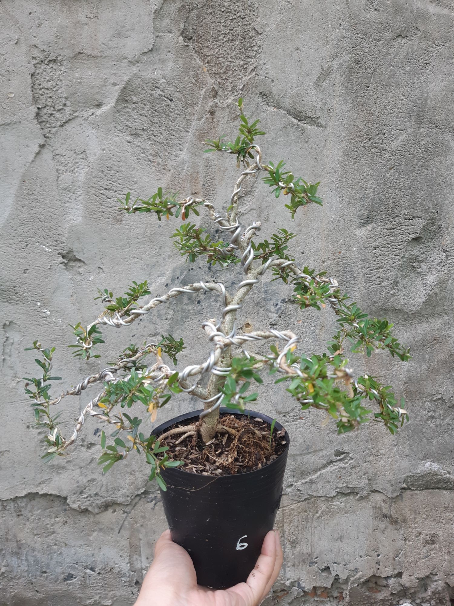 linh sam bonsai mini