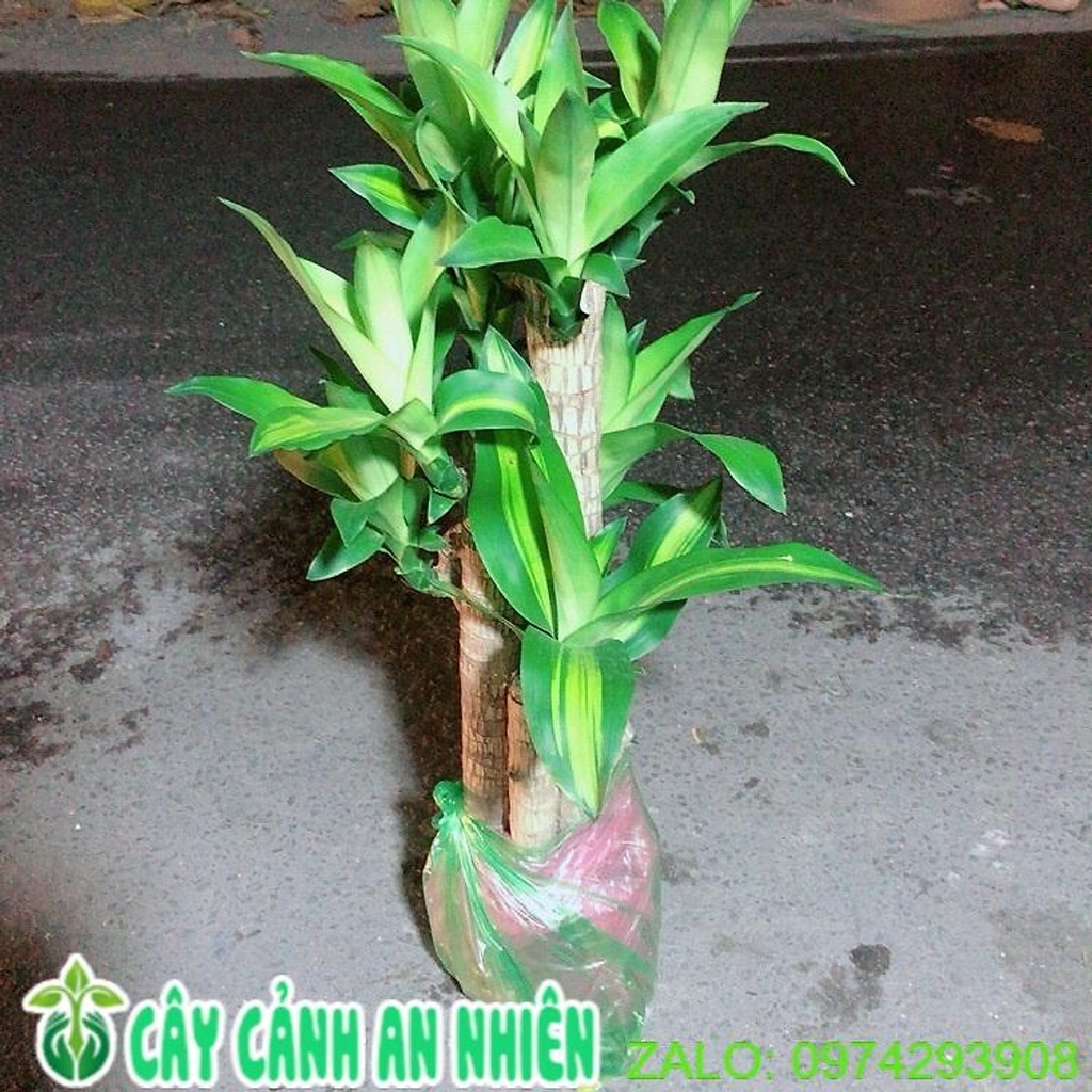 Còn hàng big flash sales cây phát tài 5 thân