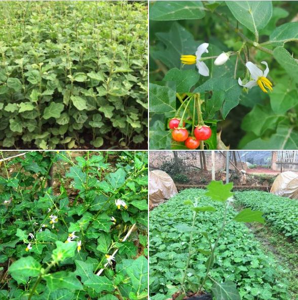 Hạt giống cây cà gai leo ( cây dược liệu ) - ( 50 hạt )