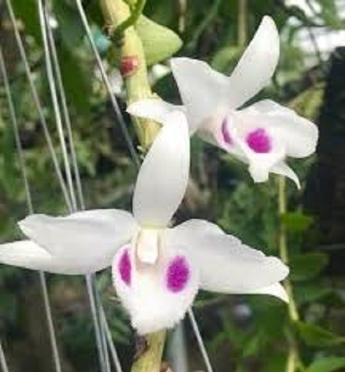 Phi điệp đột biến 5 CT BẠCH TUYẾT