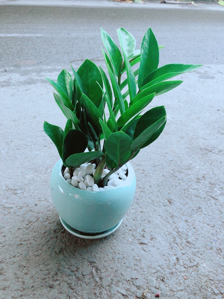 Chậu Kim Tiền Thái