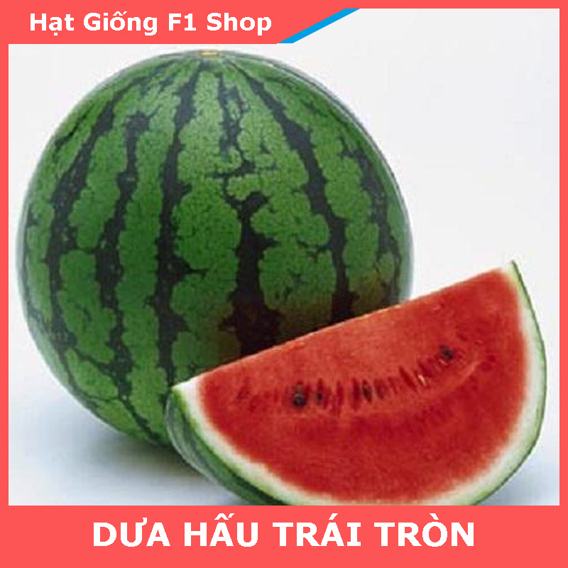 Hạt Giống Dưa Hấu Trái Tròn To