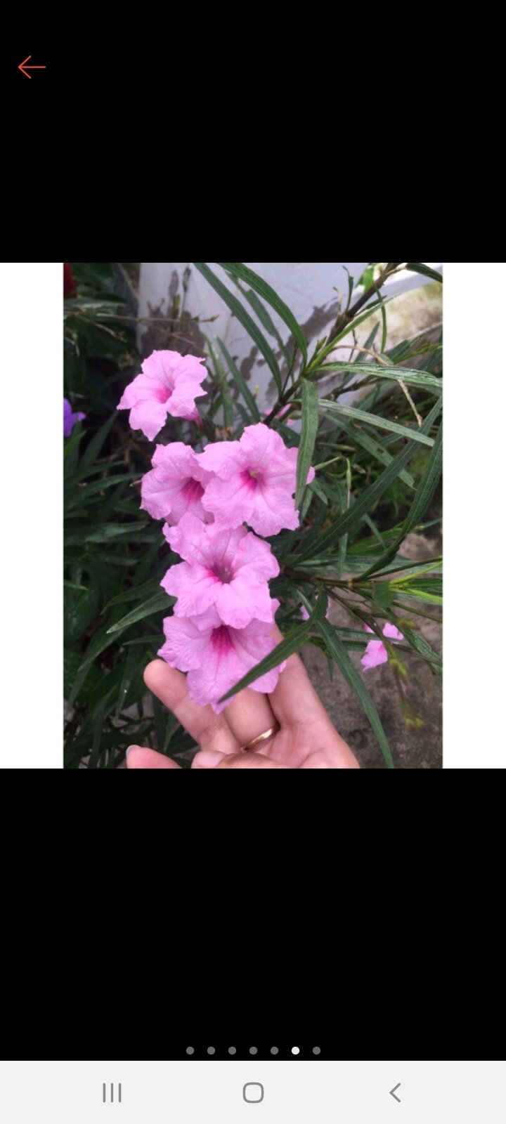 bầu 6 cây giống hoa chiều hồng
