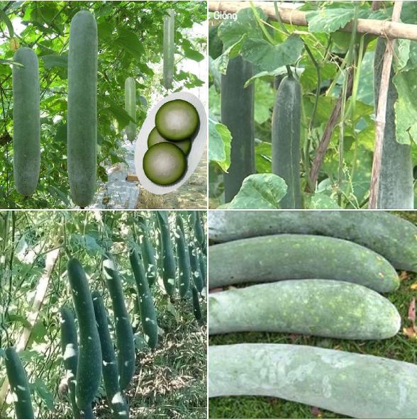 Hạt giống bí xanh dài  -Bí đao (bí sặt) – 2Gram ( 30 hạt )