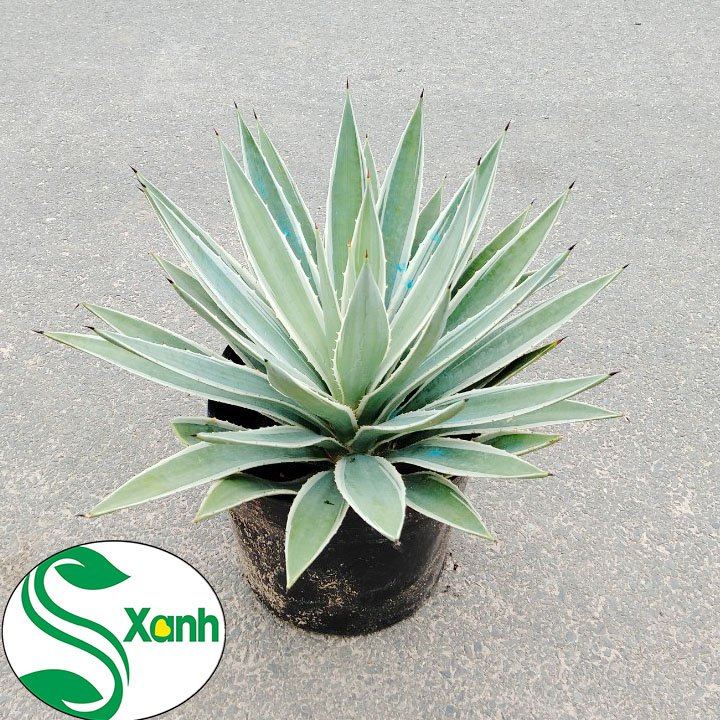 Cây Dứa Agao Tiểu Cảnh, Sân Vườn