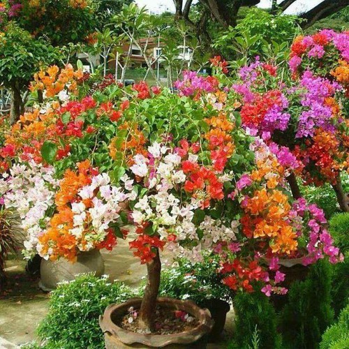 Cây hoa giấy ngũ sắc chuẩn đẹp 100%