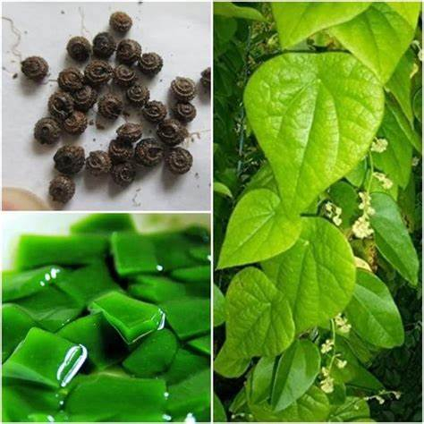 Hạt g.iống cây sương sâm lông -gói 30 hạt
