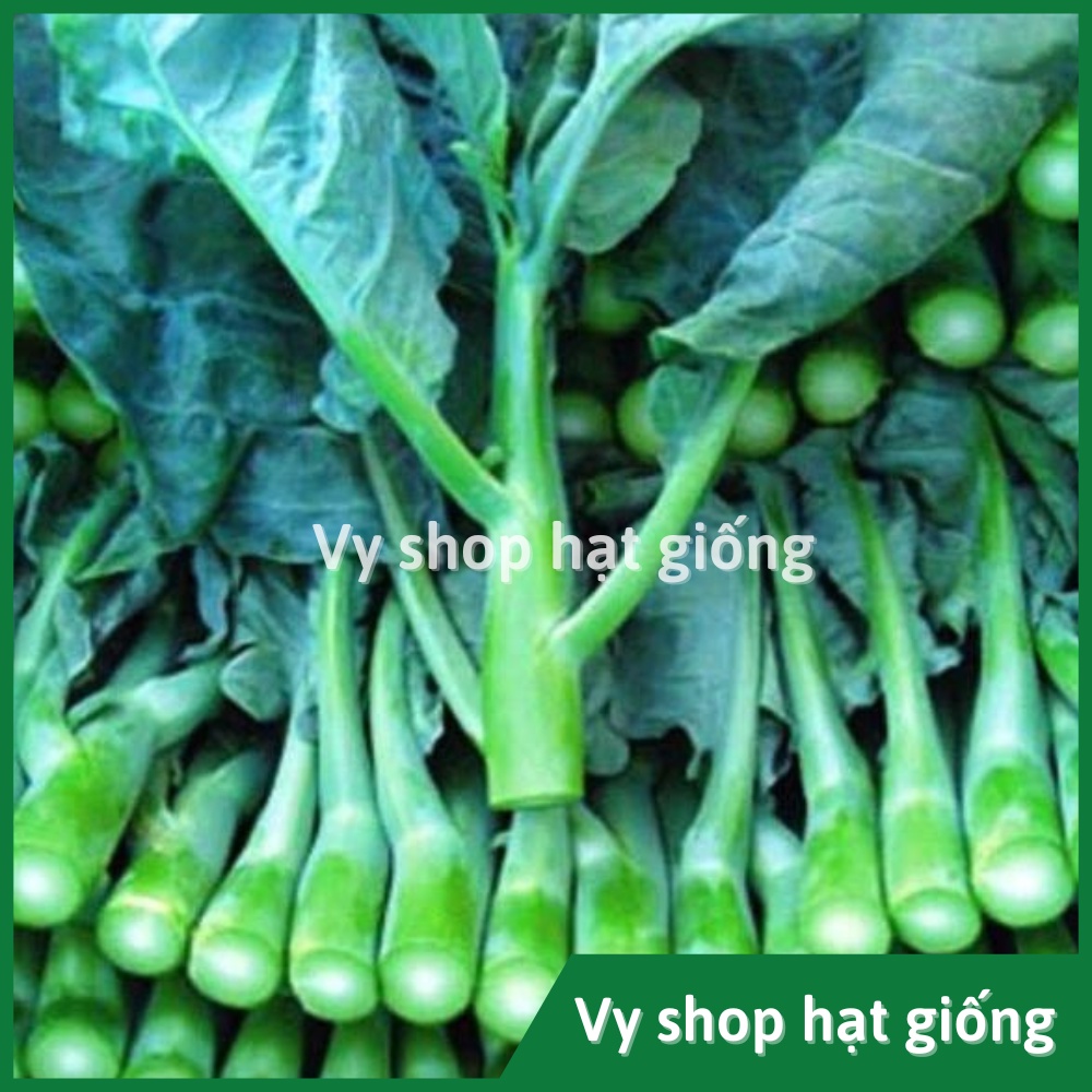 Hạt giống cải làn (cải rổ) thân mập Thái Lan gói 1100 hạt