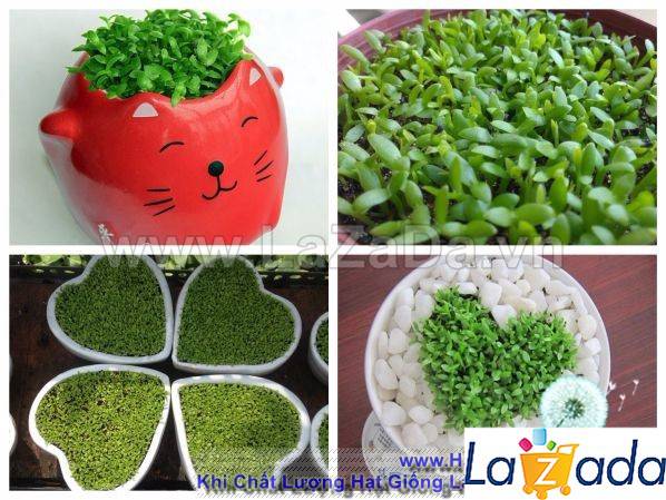 400h Hạt Giống Cỏ May Mắn (TLA0| B30-KD: B30*V45*M170)