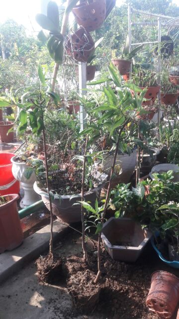 CÂY GIỐNG HOA ĐÀO BÍCH