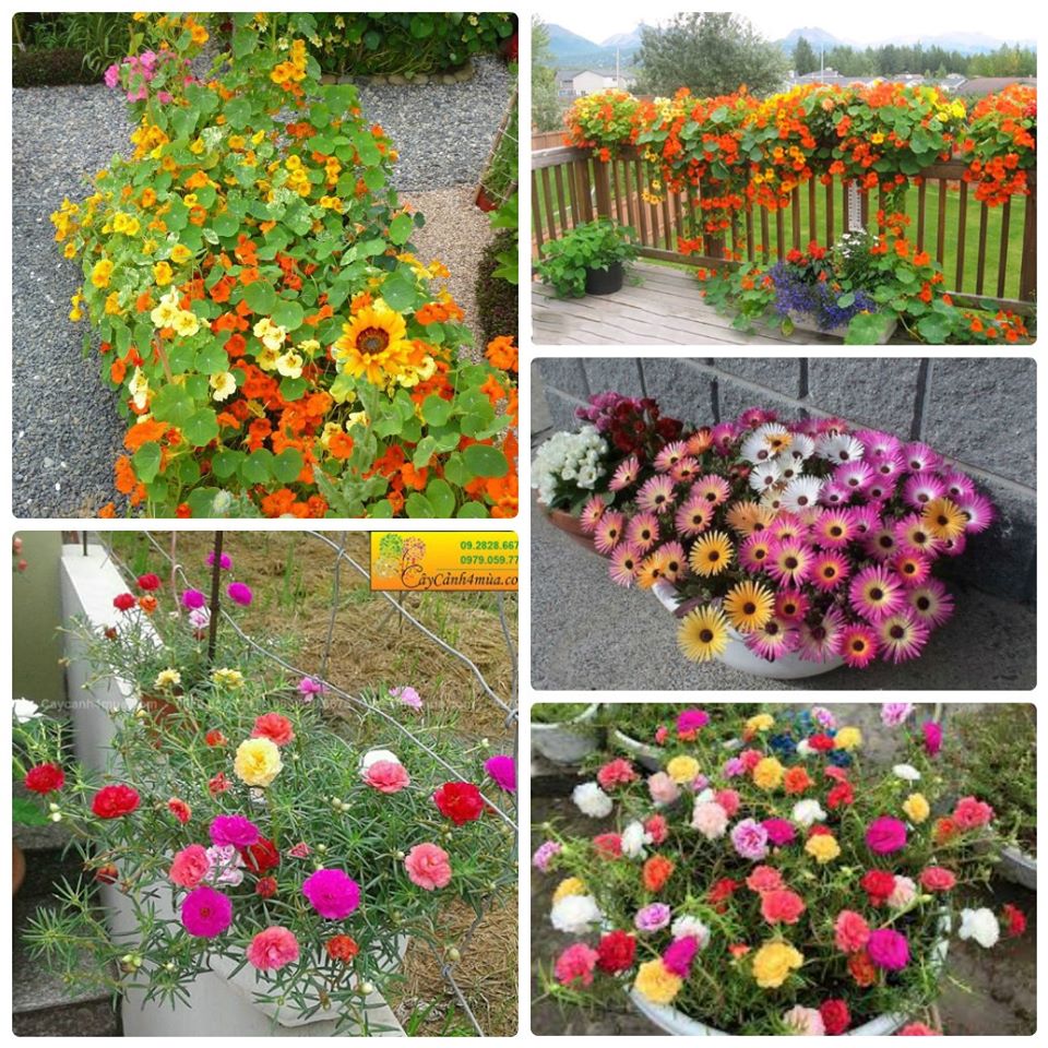 Bộ 3 gói hạt giống hoa mùa hè dễ trồng