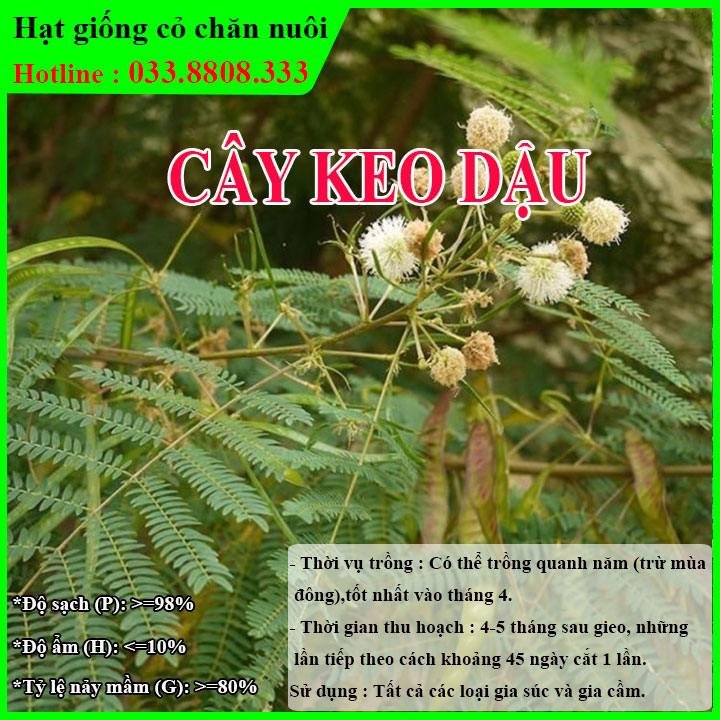 HẠT GIỐNG KEO DẬU (500g) - Thức Ăn Chăn Nuôi - Hạt Giống Cỏ Chăn Nuôi - Cỏ Chăn Nuôi Trâu,Bò,Dê...