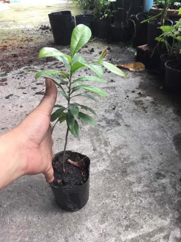Cây giống mai tứ quý