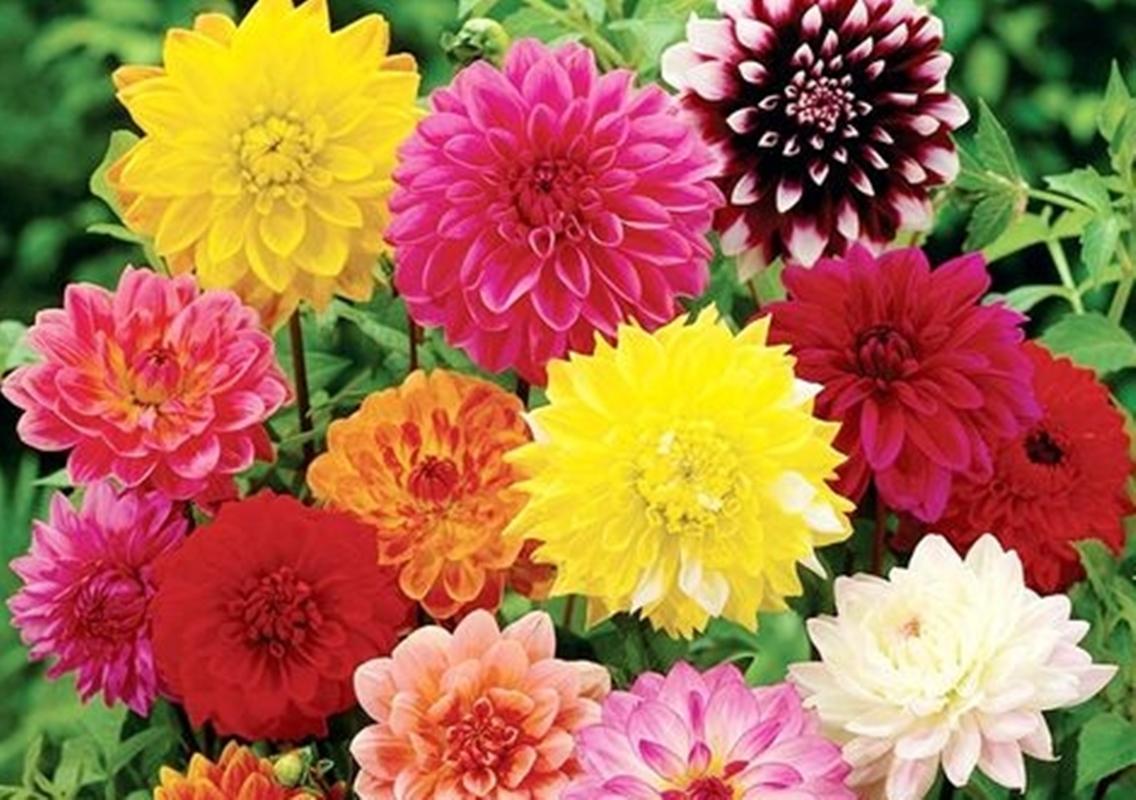 Hạt giống hoa Thược dược