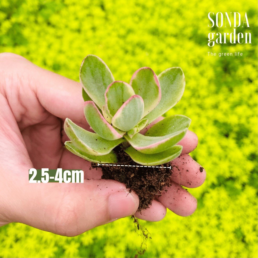 SEN ĐÁ BƯỚM VAR SIZE MINI, LỖI 1 ĐỔI 1