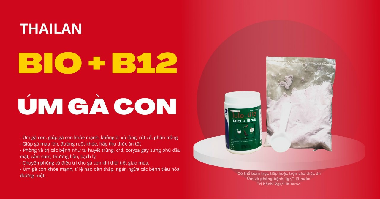 [Hàng Chính Hãng] Bio B12 - ÚM GÀ CON, GÀ ĐÁ, CHIM CẢNH