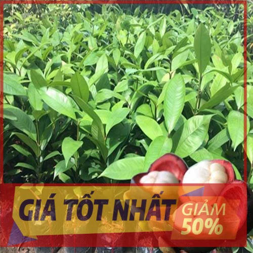 Cây MĂNG CỤT, giống chuẩn F1 sieu sai quả, quả cực ngon ngọt, cam kết cây giống