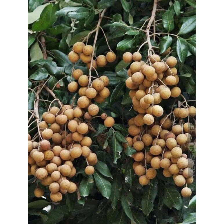 [FREESHIP - Xả Khô Máu] nhãn siêu trái
