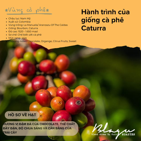 Cà Phê Blagu Hạt Đã Rang, Colombia Supremo - 100% Arabica - Typica - Medium Roast - 250g