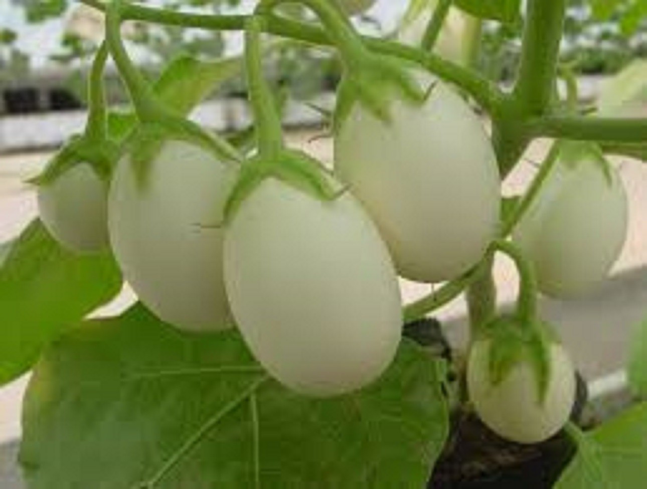 Hạt Giống Cà Pháo Trái Nhỏ (Cà pháo Trứng Trắng)- Gói 1 Gram