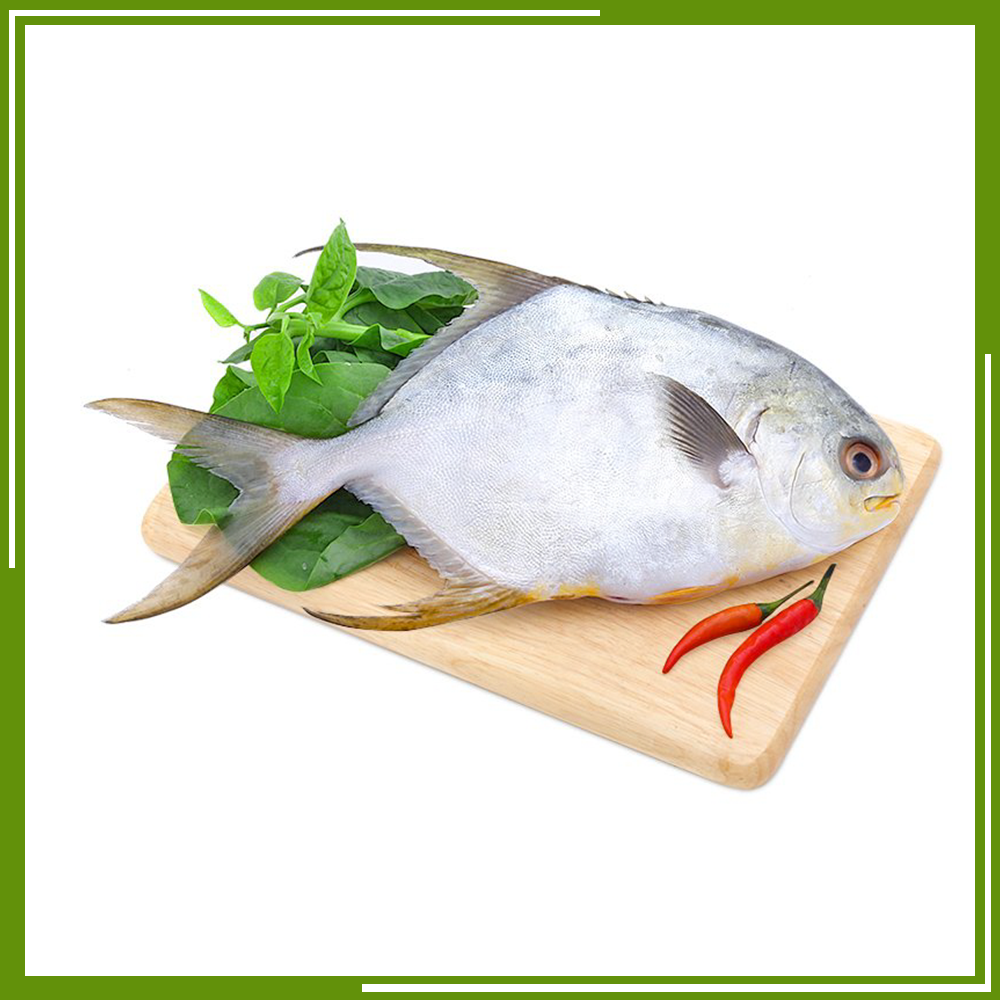 HCM - Cá chim trắng nguyên con (0,6 - 0,8 kg) - [Giao nhanh TPHCM]