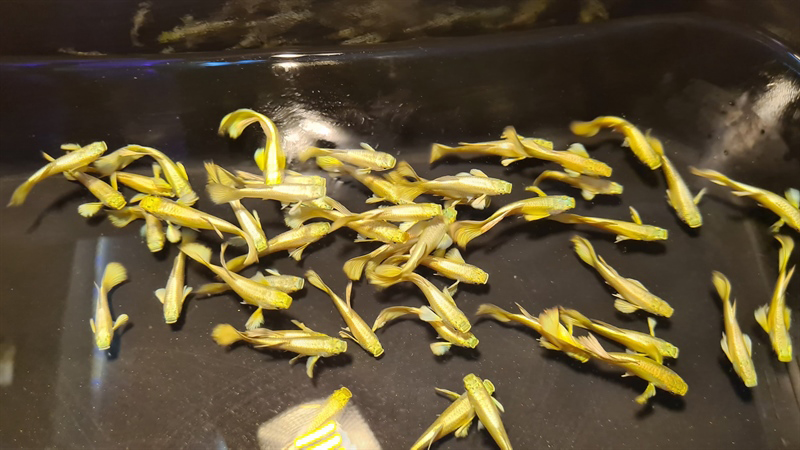 10 con fullgold vàng tươi siêu dễ nuôi( trang trí bể thủy sinh)