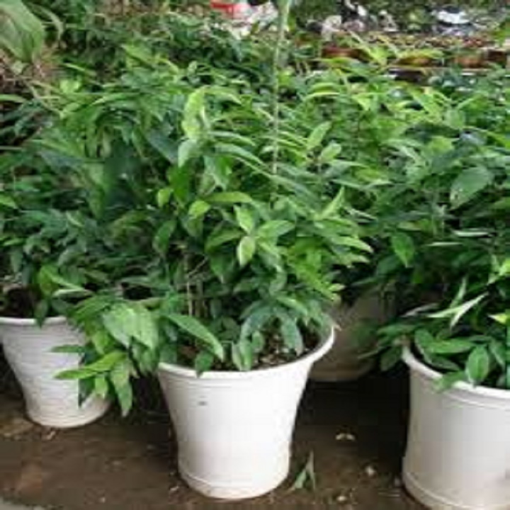 CHẬU CÂY TRÚC NHẬT lá đốm size to