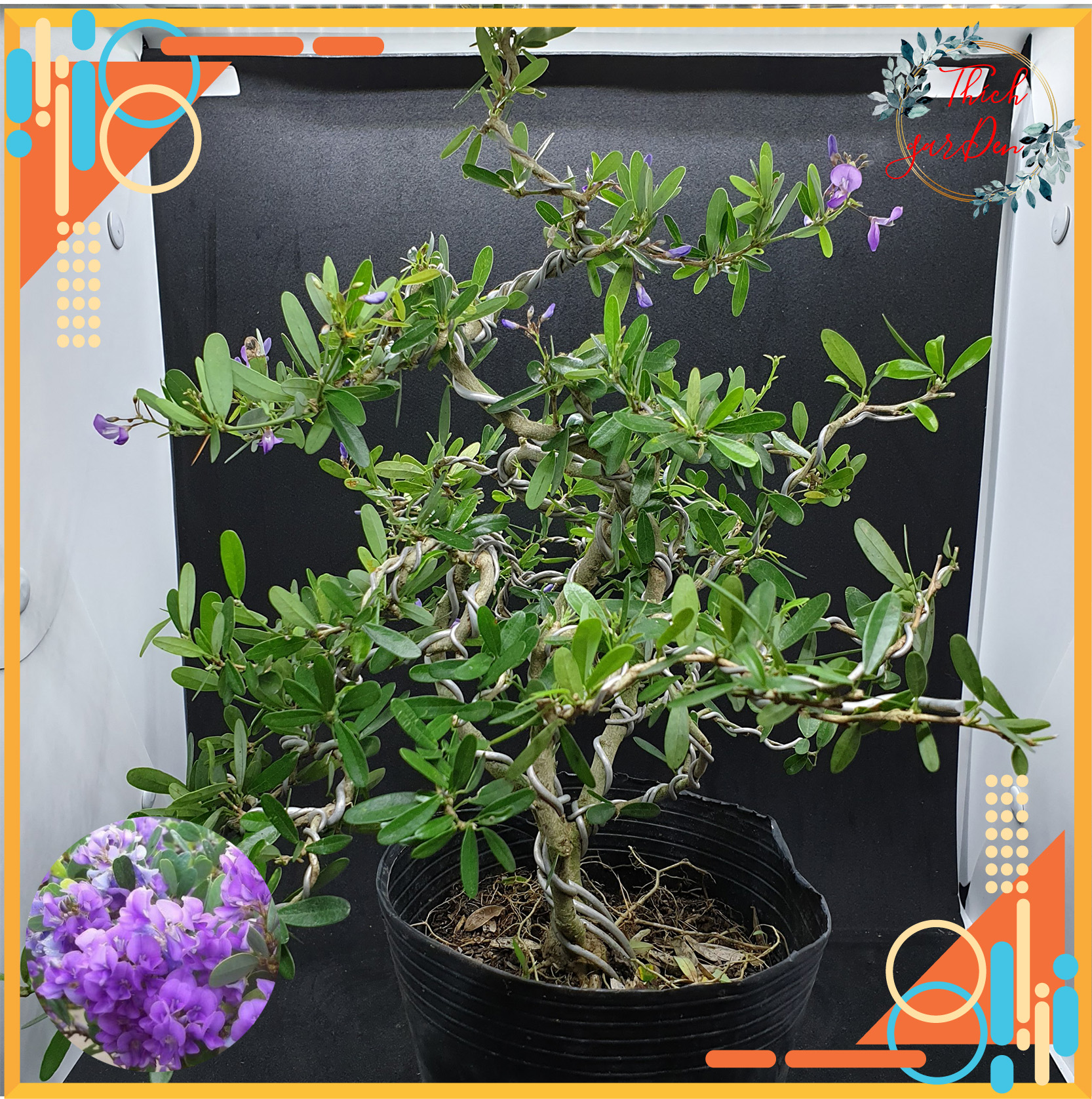 Bonsai mini - cây linh sam siêu bông lá to đã tạo dáng - hoa màu tím