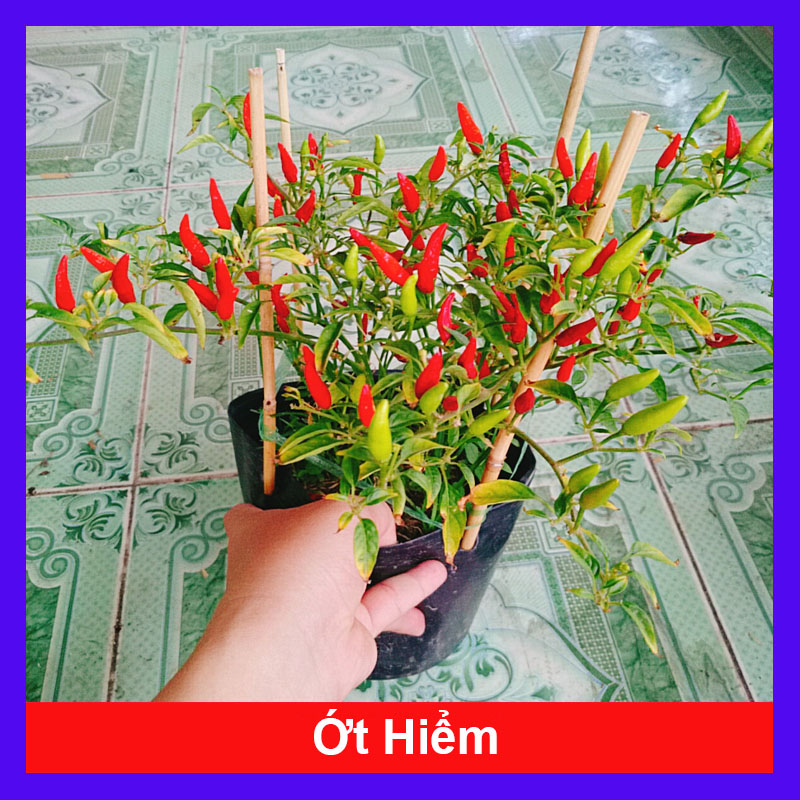 Cây ớt hiểm - cây cảnh sân vườn - cây ăn trái - hkpq