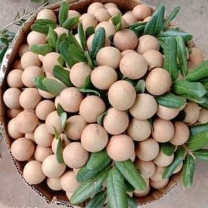 HOT Cây giống nhãn không hạt Thái Lan (12 tháng cho trái)