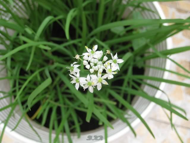 Hạt giống hẹ ta gia vị -  gói 2gr ( 350 hạt )