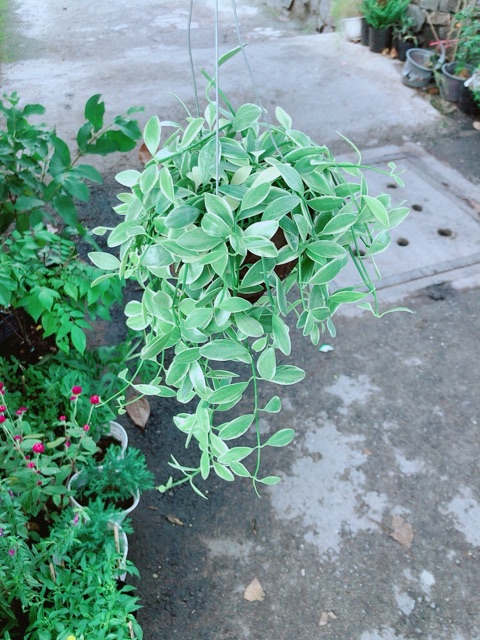 Chậu Cây Hạt Dưa