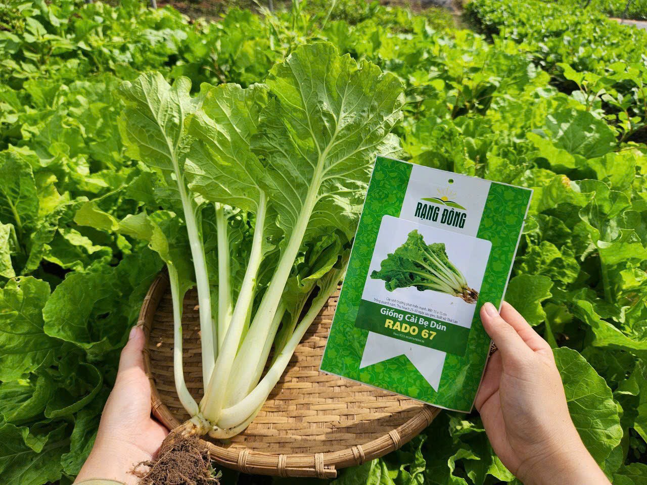 Hạt giống cải bẹ dún rado 67 20gram