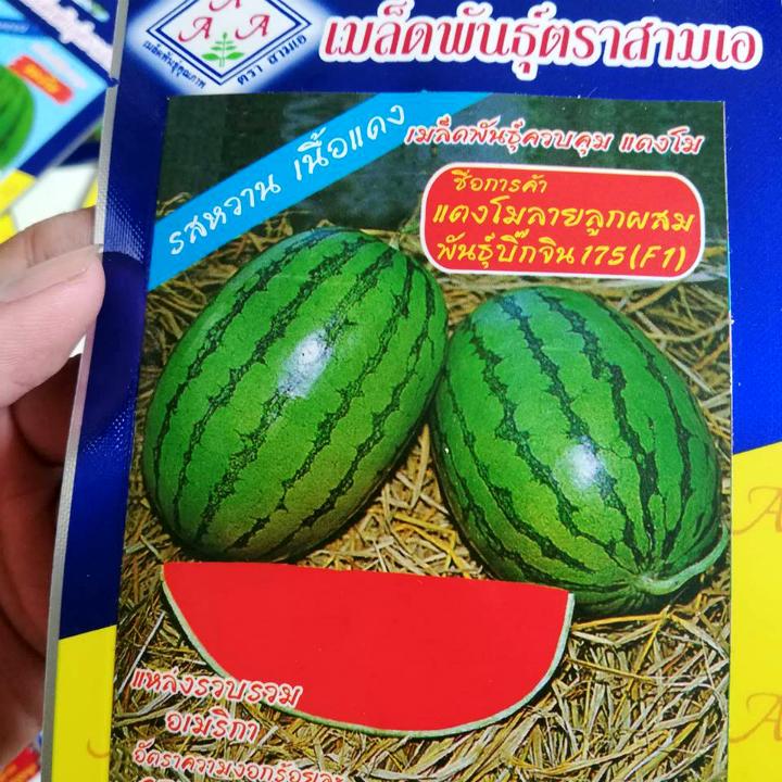 [HCM]Hạt giống dưa hấu đỏ không hạt thái lan