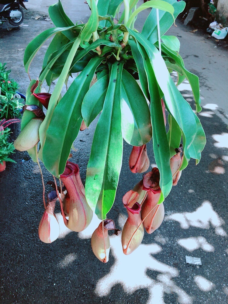 Cây Nắp Ấm Size Đại