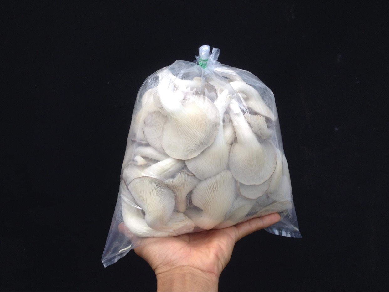 Nấm Bào ngư và Nấm Sò (Combo 2 Bào ngư, 1 Sò)