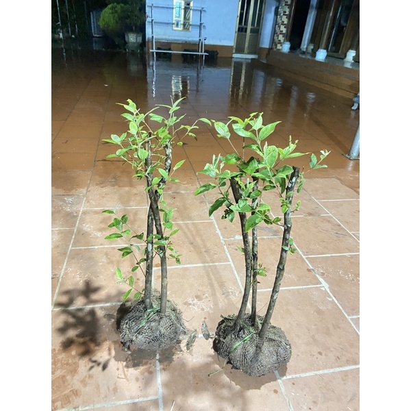 Cây hoa sim rừng