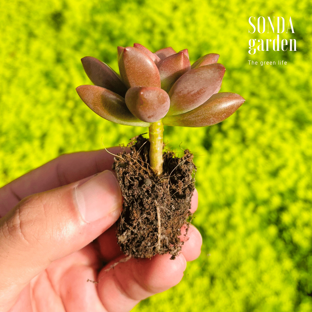 SEN ĐÁ ĐÁ NÂU SIZE MINI SIÊU KHỎE ĐẸP LỖI 1 ĐỔI 1