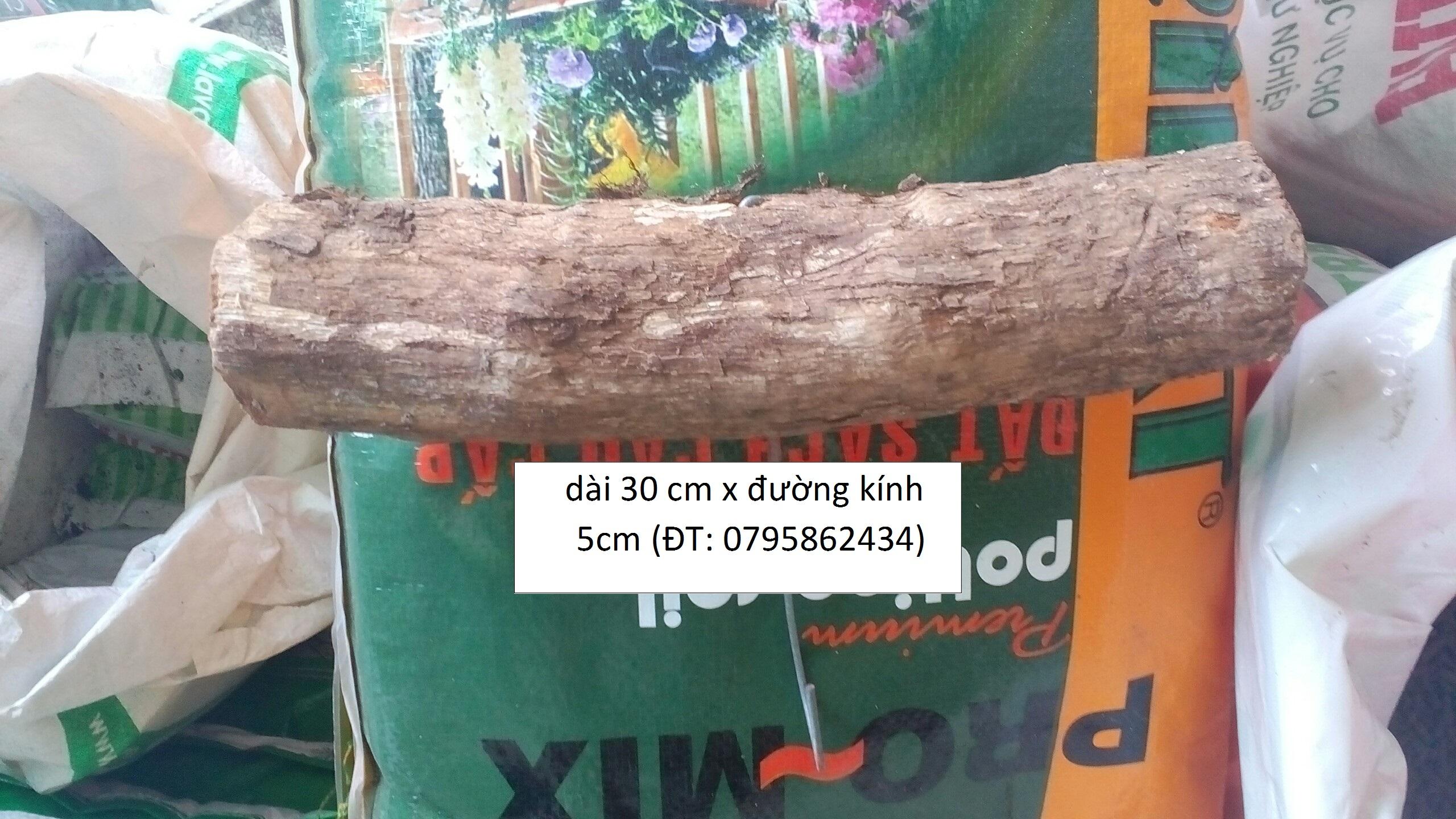gỗ  vú sữa trồng lan