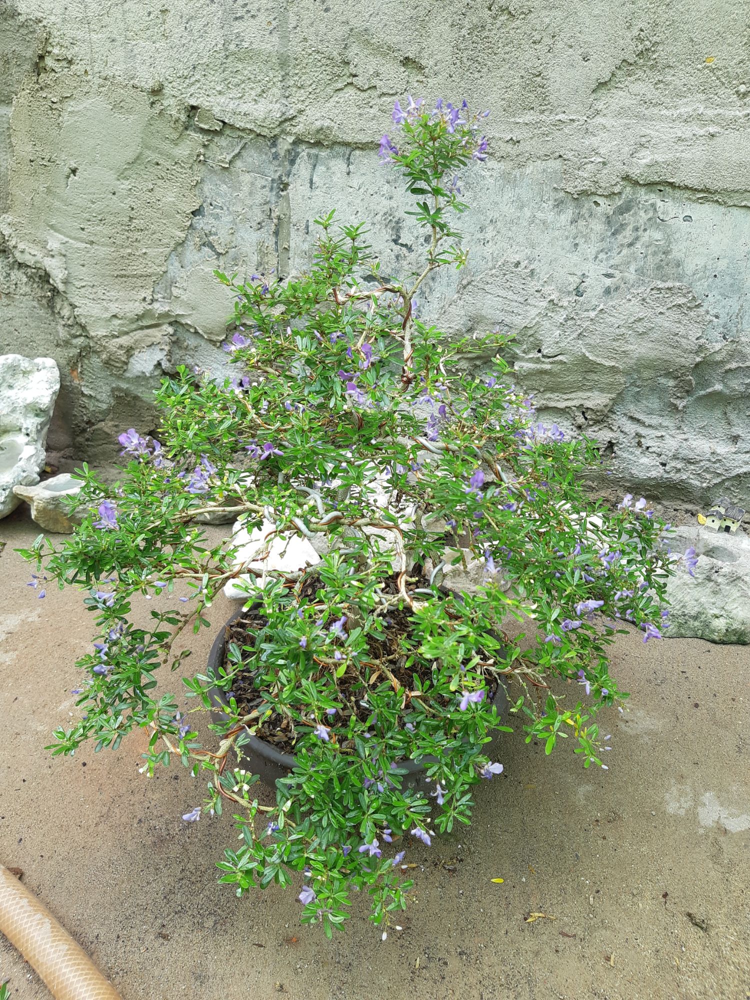 linh sam bonsai dáng đẹp