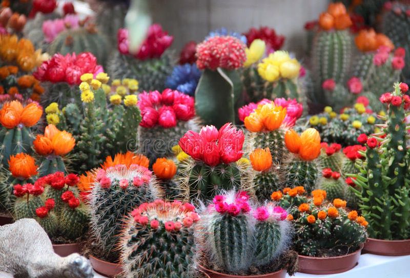 Gói 20 hạt giống Xương Rồng