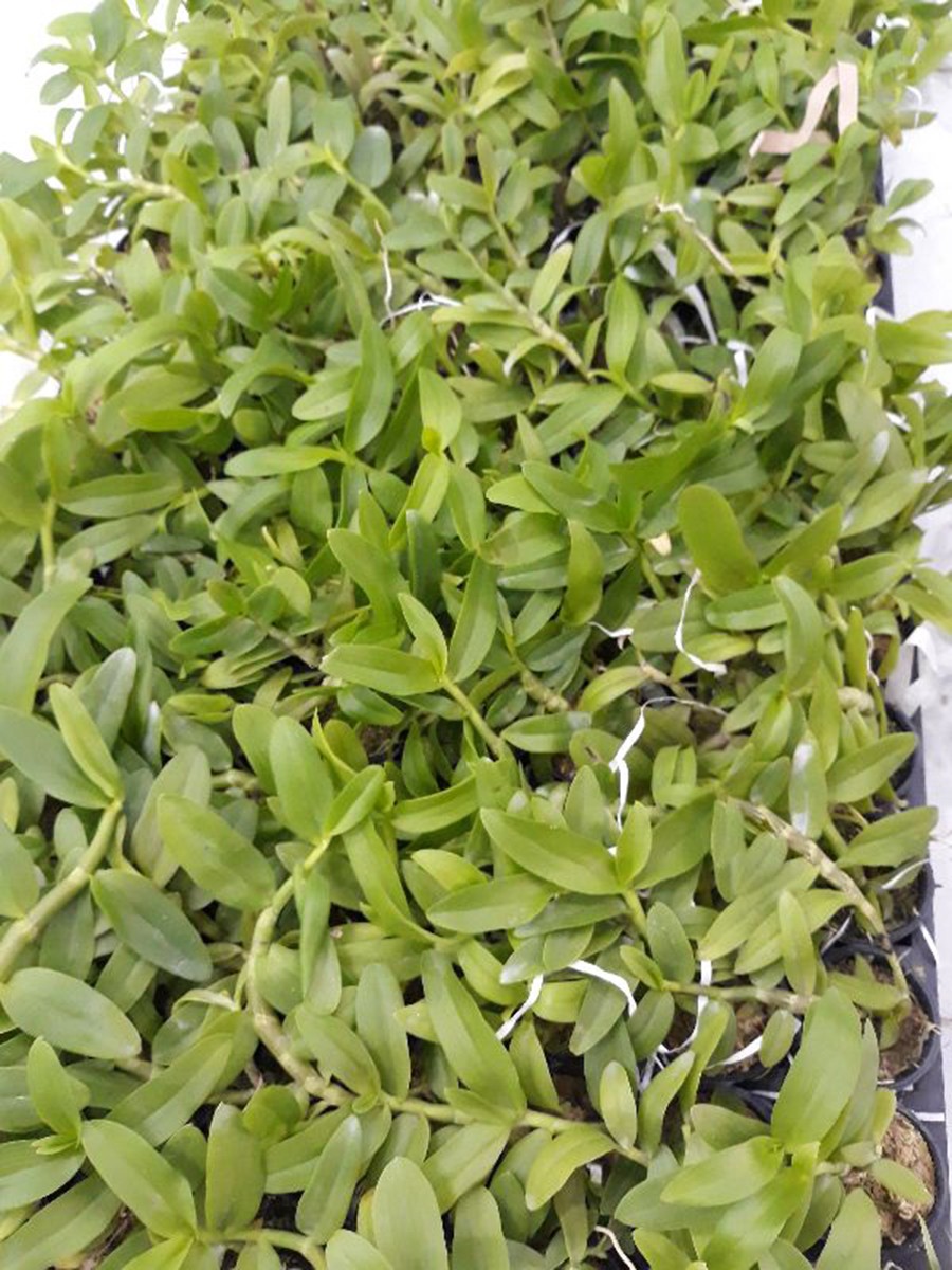 hoa phong lan 5ct phú thọ