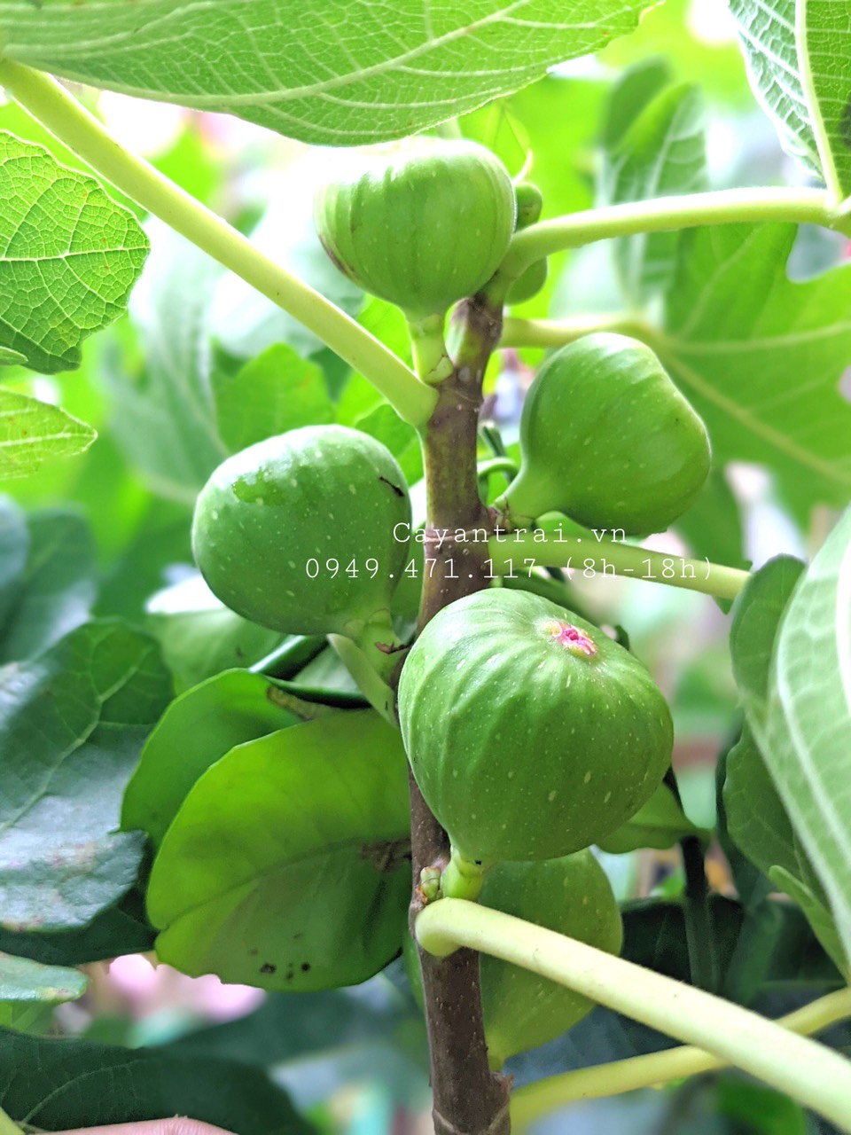 Cây Sung Mỹ