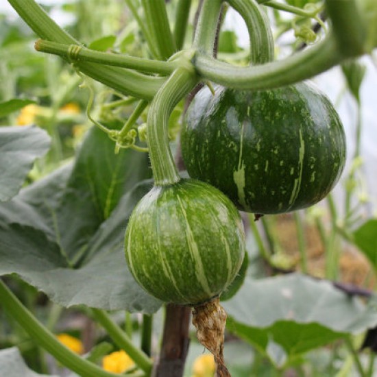 Hạt giống bí đỏ baby F1 VTP12 | Vạn Tín Store